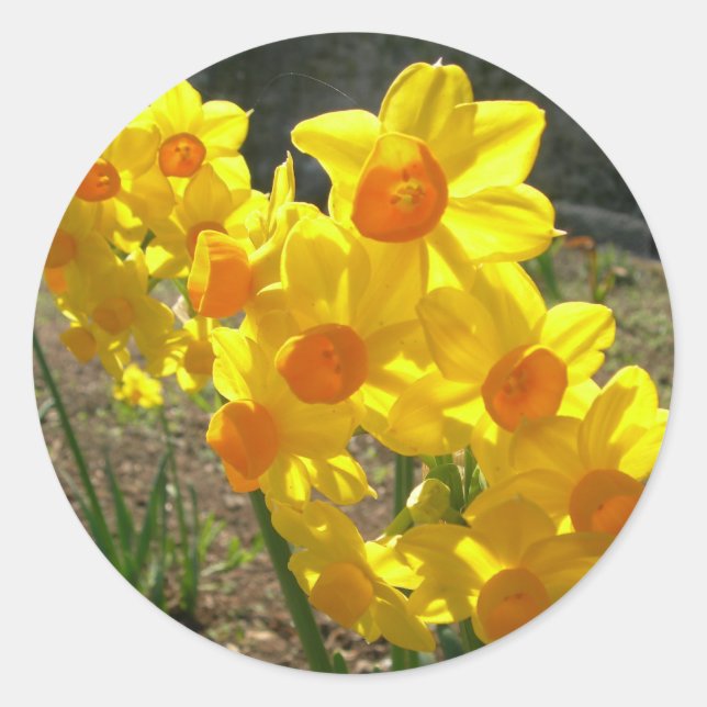 Gelbe Daffodien Runder Aufkleber (Vorderseite)