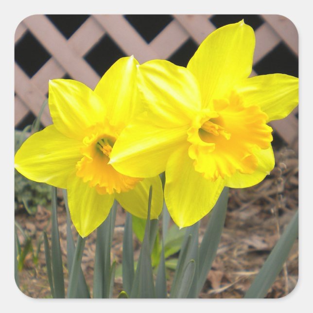 Gelbe Daffodien Sticker (Vorderseite)