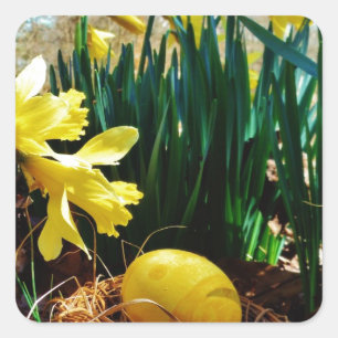 Gelbe Daffodien und ein Gelbes Osterei Quadratischer Aufkleber