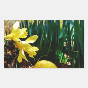 Gelbe Daffodien und ein Gelbes Osterei Rechteckiger Aufkleber