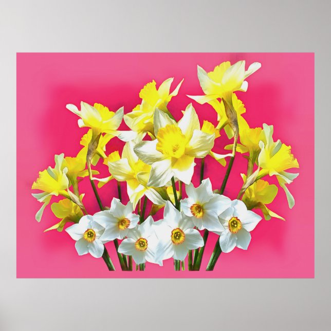 Gelbe Daffodien und weiße Narcissi Viva Magenta Poster (Vorne)