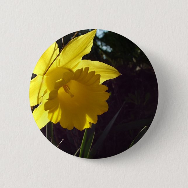 Gelbe Daffodil-Blume im Sonnenlicht Button (Vorderseite)