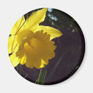 Gelbe Daffodil-Blume im Sonnenlicht Magnet