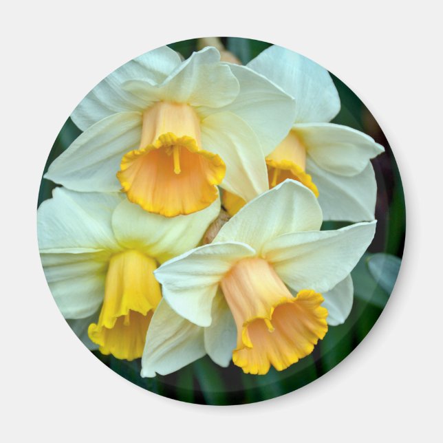 Gelbe Daffodische Blume Magnet (Vorne)