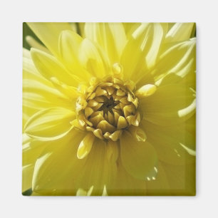 Gelbe Dahlie Magnet