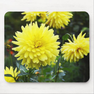 Gelbe Dahlien Mousepad