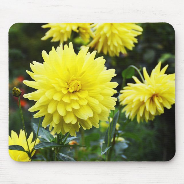 Gelbe Dahlien Mousepad (Vorne)