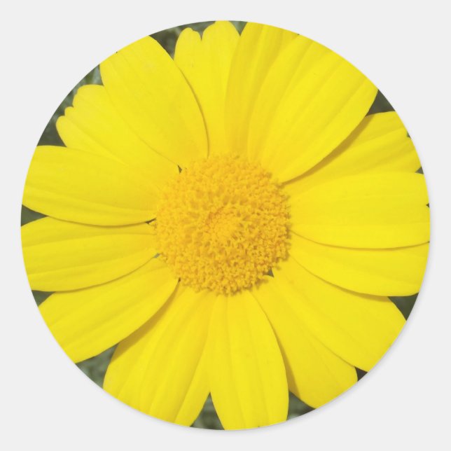 Gelbe Daisy-Aufkleber Runder Aufkleber (Vorderseite)