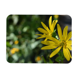 Gelbe Daisy-Blume Blumennatur Fotografie Magnet