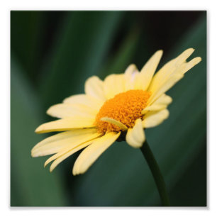 Gelbe Daisy-Blume Nah 8x8 Fotodruck