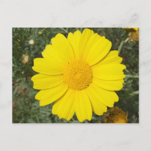 Gelbe Daisy-Postkarte, anpassen Postkarte