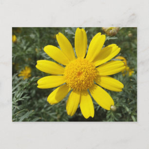 Gelbe Daisy-Postkarte, anpassen Postkarte