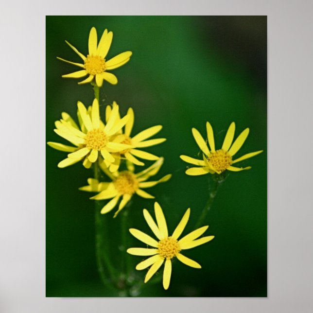 Gelbe Daisy-Wildblumen Poster (Vorne)