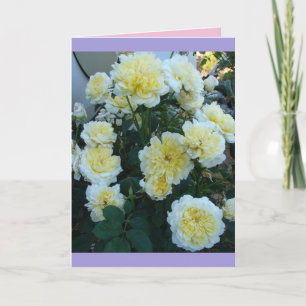 Gelbe David Austin Rosen Rosengarten Blumen Karte