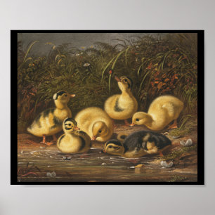 Gelbe Ducklings spielen im Teich Poster