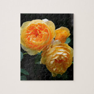 Gelbe Englische Rose