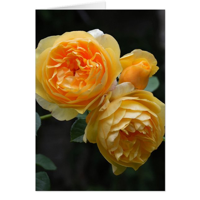 Gelbe Englische Rose (Vorne)