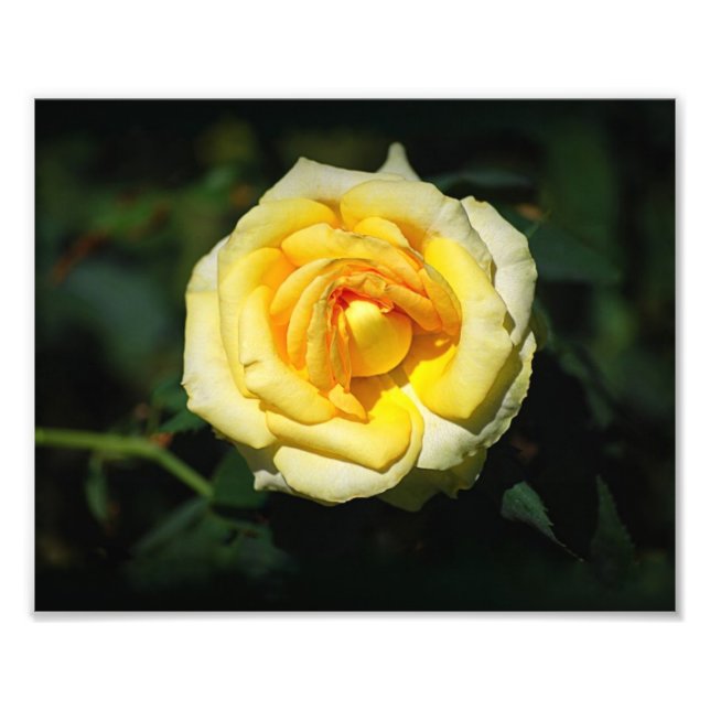 Gelbe Englische Rose Fotodruck (Vorne)