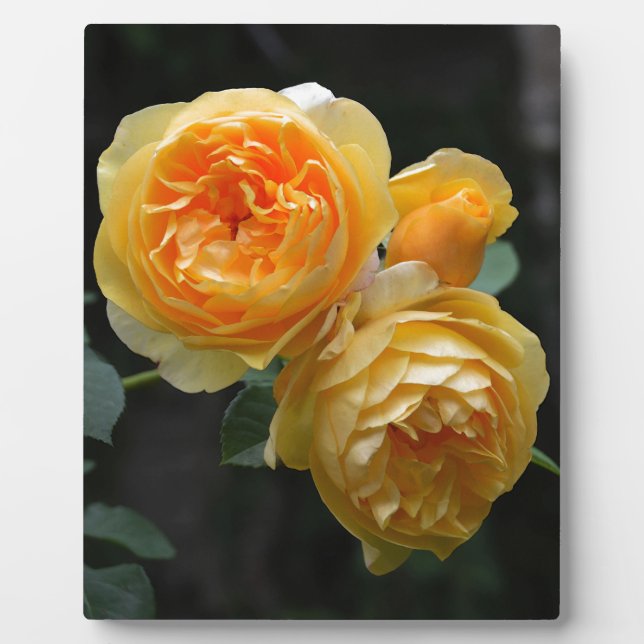 Gelbe Englische Rose Fotoplatte (Vorderseite)