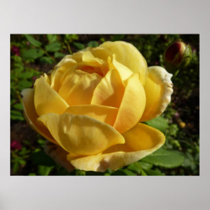 Gelbe Englische Rose Poster