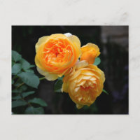 Gelbe Englische Rose