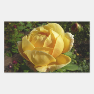 Gelbe Englische Rose Rechteckiger Aufkleber
