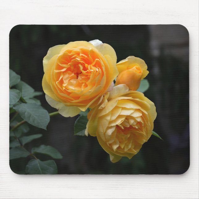 Gelbe englische Rosen Mousepad (Vorne)