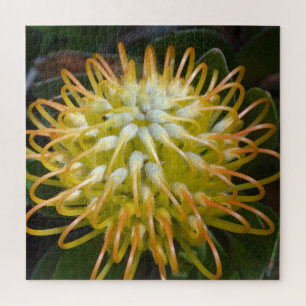 Gelbe Exotische Blume Pincushion Protea
