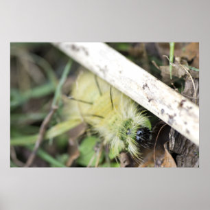Gelbe flockige Raupe Poster