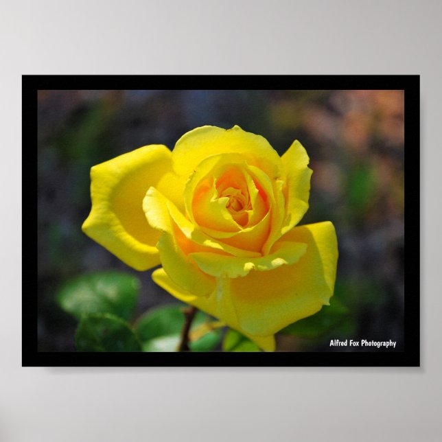 Gelbe Florale Rose Poster (Vorne)