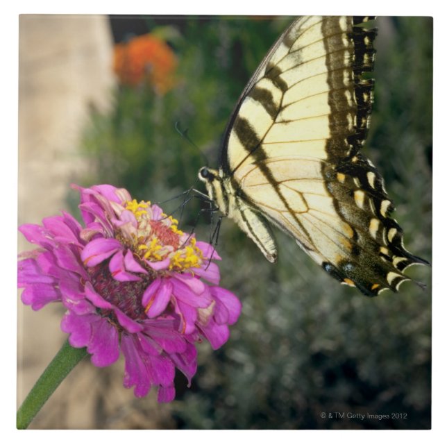 Gelbe Frackschmetterlingsstangen auf einem Zinnia Fliese (Vorderseite)