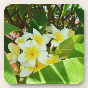 Gelbe Frangipanis, die auf einem Baum wachsen, Getränkeuntersetzer