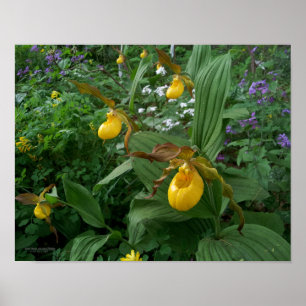 Gelbe Frauenschuh-Orchideen in Blüte Poster
