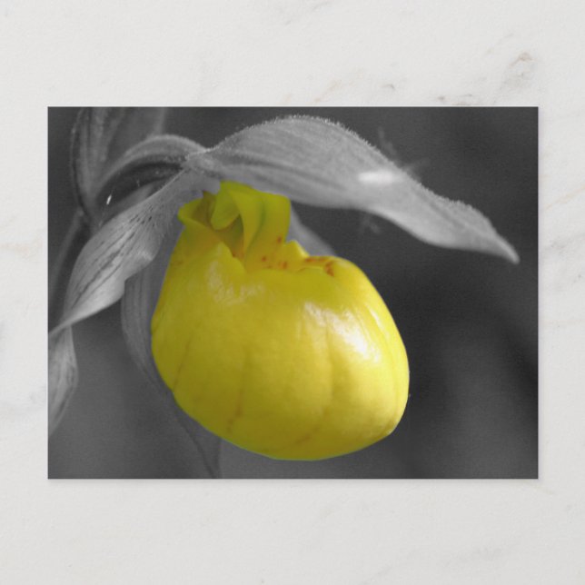 Gelbe Frauenschuh Schwarz-weiße Blumenpostkarte Postkarte (Vorderseite)