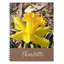 Gelbe Frühlingsdaffodil im Garden-Individuelle Nam