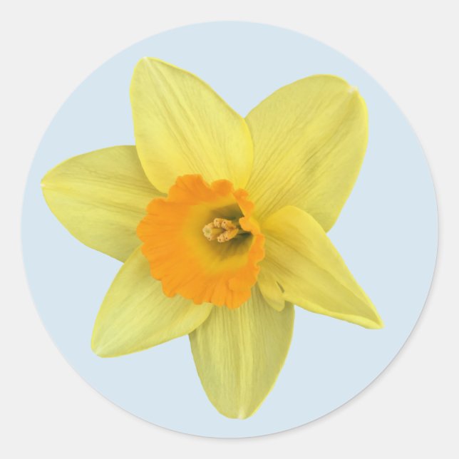 Gelbe Frühlingsdrossel Runder Aufkleber (Vorderseite)