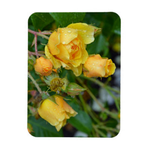 Gelbe Frühlingsdruckmagnet-Rose Magnet
