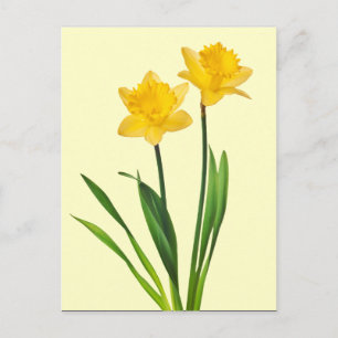 Gelbe Frühlingsdüster - Affodien Postkarte