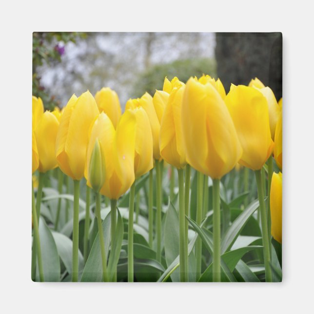 Gelbe Frühlingtulis Magnet (Vorne)