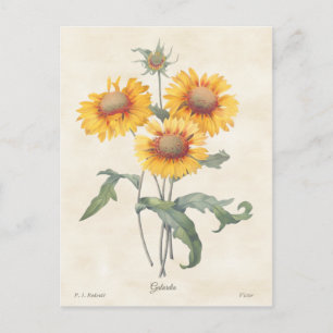 Gelbe Gaillardia-Vintage-Botanikillustration Postkarte