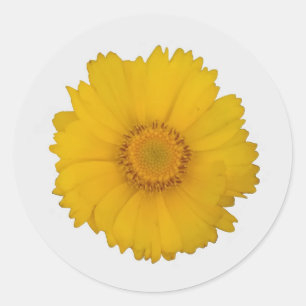 Gelbe Gänseblümchen-Aufkleber Runder Aufkleber