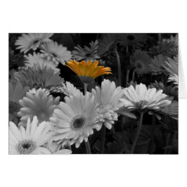 Gelbe Gänseblümchen-Karte