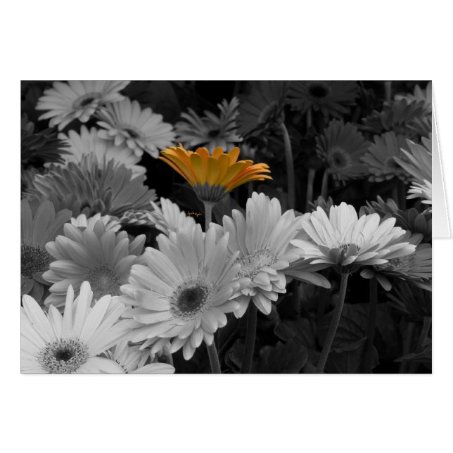 Gelbe Gänseblümchen-Karte (Vorderseite (Horizontal))