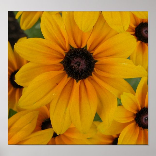 Gelbe Gänseblümchen Poster (Vorne)