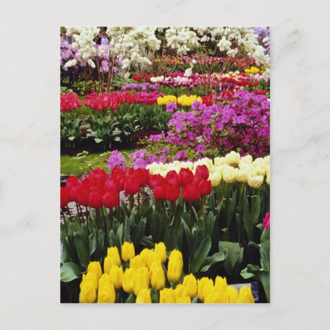 Gelbe Gärten Keukenhof, Amsterdam, Niederlande Postkarte (Vorderseite)