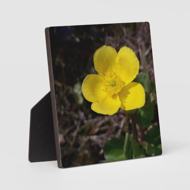 Gelbe Gartenanlage Blume Fotoplatte (Vorderseite)