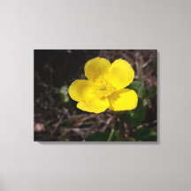 Gelbe Gartenanlage Blume