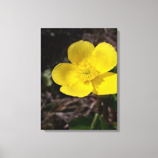 Gelbe Gartenanlage Blume Leinwanddruck (Vorderseite)