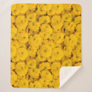 Gelbe Gartenastere Mums chrysanthemums Blume Sherpadecke
