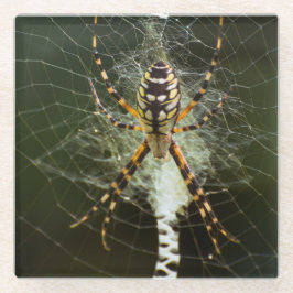 Gelbe Gartenspinne im Netz in Dunkelheit Glasuntersetzer